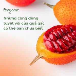 cồng dụng quả gấc